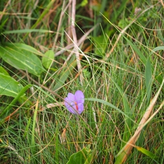 Crocus nudiflorus