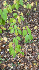 Viburnum prunifolium