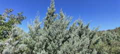 Cupressus stephensonii