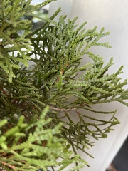 Chamaecyparis thyoides