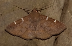 Antiblemma concinnula