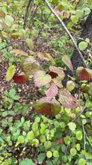 Viburnum rafinesqueanum