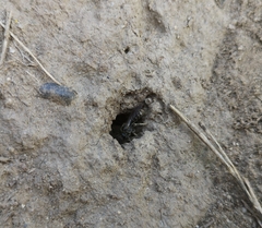 Lasioglossum marginatum