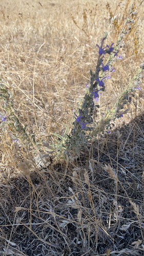 iNaturalist observation photo of Vinegar Weed