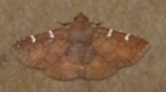 Antiblemma concinnula