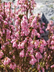 Erica brevifolia
