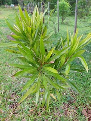 Pouteria salicifolia