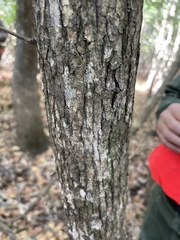 Styracaceae