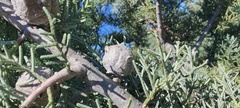 Cupressus stephensonii
