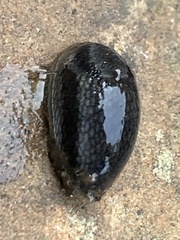 Arion hortensis