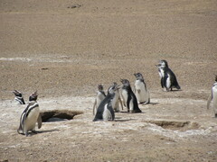 Spheniscus magellanicus