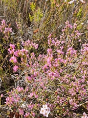 Erica gnaphaloides