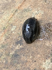Arion hortensis