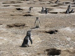 Spheniscus magellanicus