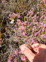 Erica gnaphaloides
