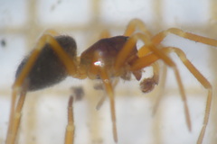 Oedothorax agrestis