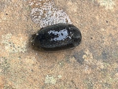 Arion hortensis
