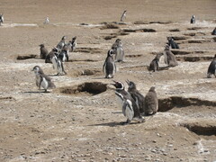 Spheniscus magellanicus