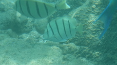 Acanthurus triostegus