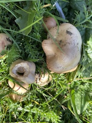 Fungi
