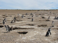 Spheniscus magellanicus