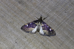 Deuterophysa