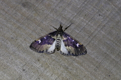 Deuterophysa