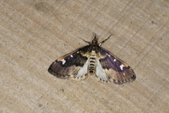 Deuterophysa