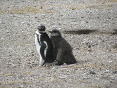 Spheniscus magellanicus