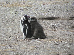 Spheniscus magellanicus