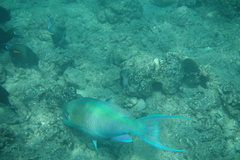 Scarus rubroviolaceus