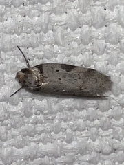 Philobota transversella