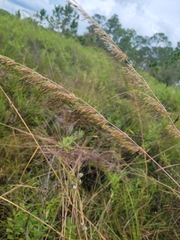 Sorghastrum secundum