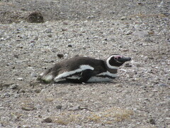 Spheniscus magellanicus