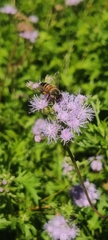 Apis mellifera