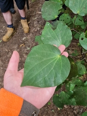 Piper excelsum excelsum