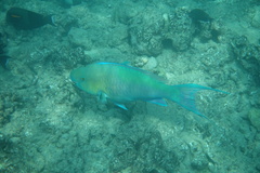 Scarus rubroviolaceus