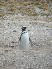 Spheniscus magellanicus