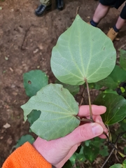 Piper excelsum excelsum