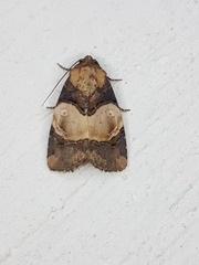 Hampsonodes naevia