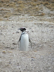 Spheniscus magellanicus