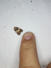 Hampsonodes naevia