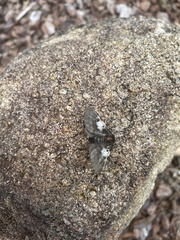 Nataxa flavescens