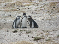 Spheniscus magellanicus