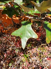 Quercus ilicifolia