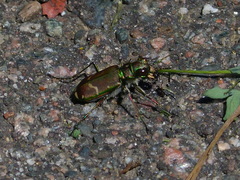Cicindela limbalis