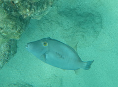 Cantherhines dumerilii