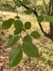 Vaccinioideae