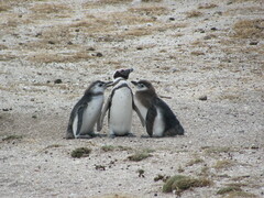 Spheniscus magellanicus