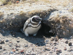 Spheniscus magellanicus